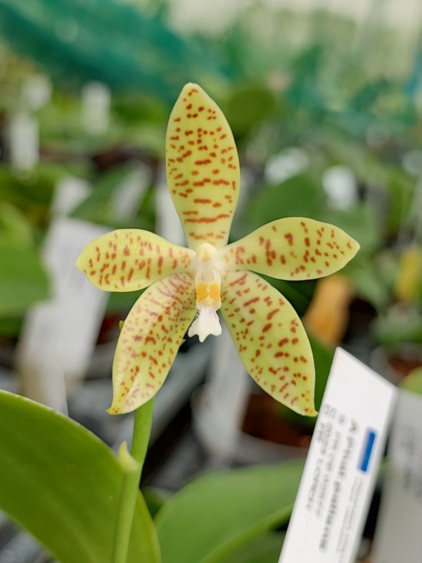 Phalaenopsis pallens