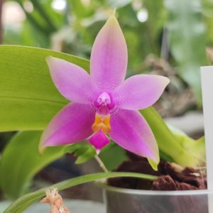 Phalaenopsis violacea