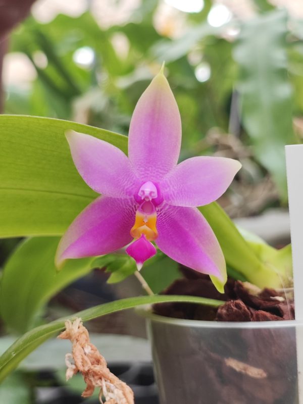 Phalaenopsis violacea