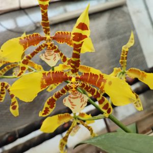 Rossioglossum Rawdon Jester