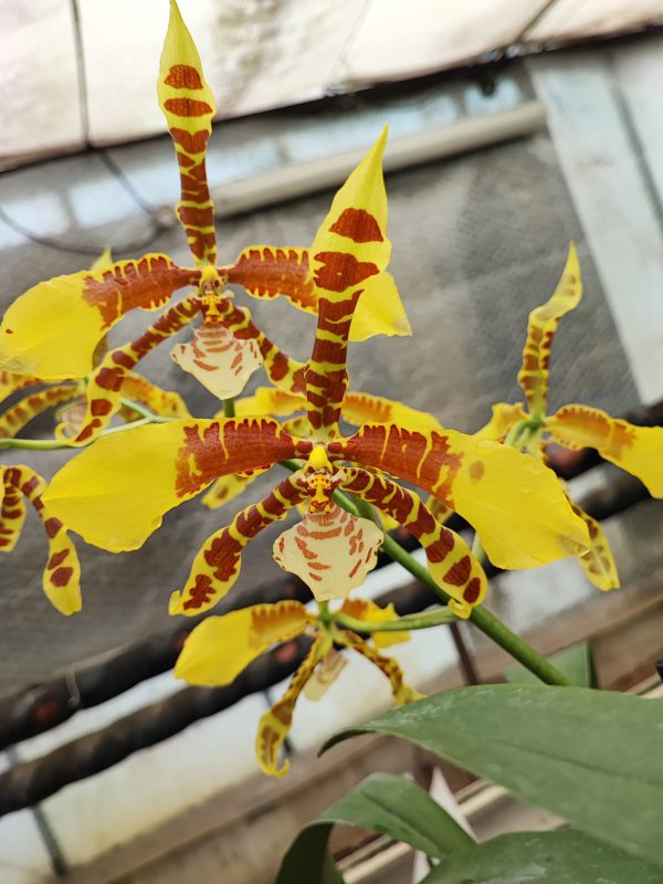 Rossioglossum Rawdon Jester