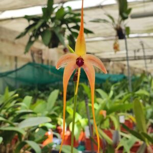 Bulbophyllum echinolabium