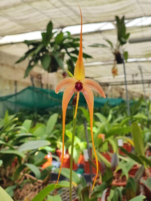 Bulbophyllum echinolabium