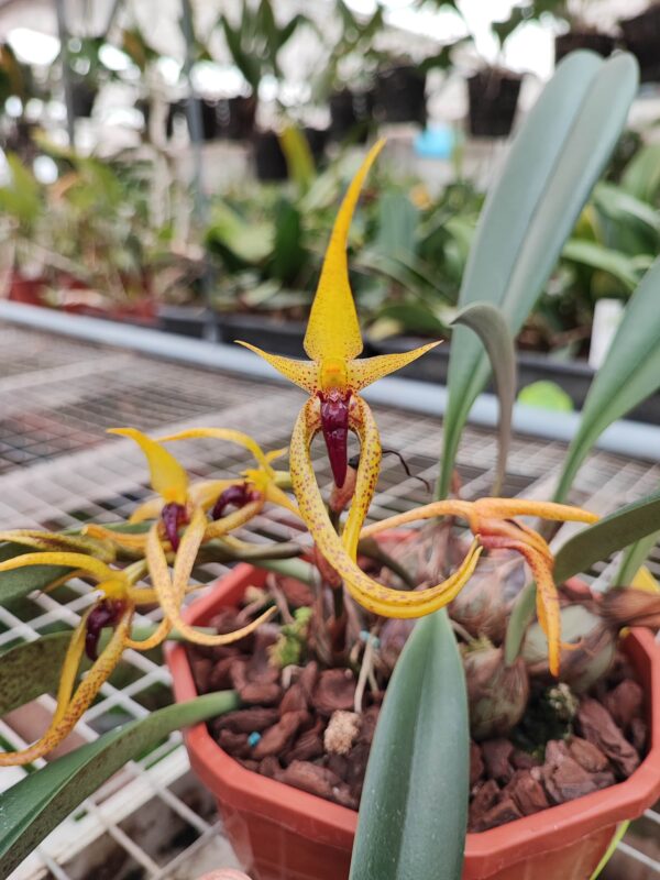 Bulbophyllum recurvilabre