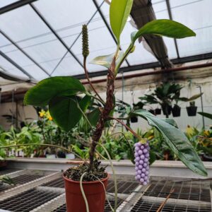 Anthurium trinerve
