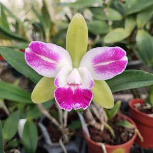 BLC. Yin's Corona 'Green'