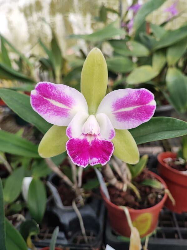 BLC. Yin's Corona 'Green'