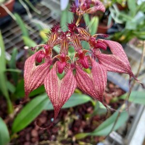 Bulbophyllum rothschildianum