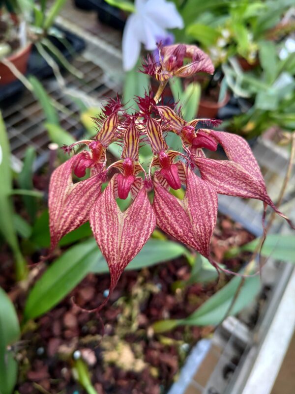 Bulbophyllum rothschildianum