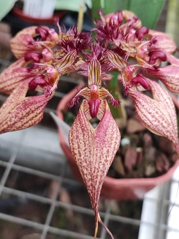 Bulbophyllum rothschildianum