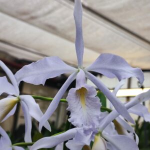 Cattleya maxima coerulea 'Chief'