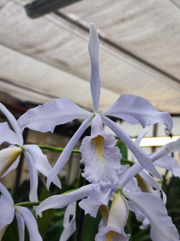 Cattleya maxima coerulea 'Chief'