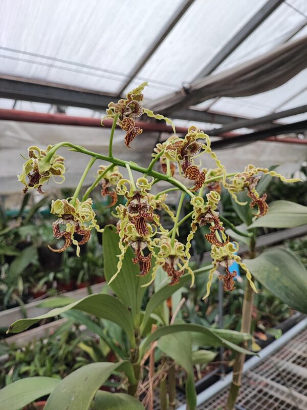 Dendrobium spectabile