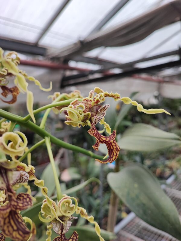 Dendrobium spectabile