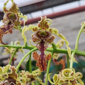 Dendrobium spectabile