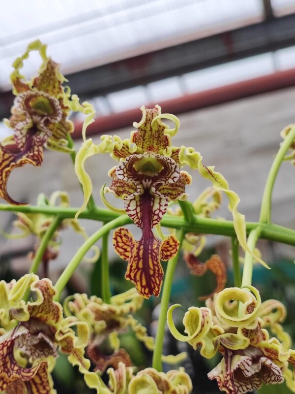 Dendrobium spectabile