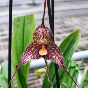 Dracula gorgona