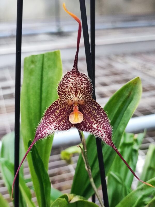 Dracula gorgona