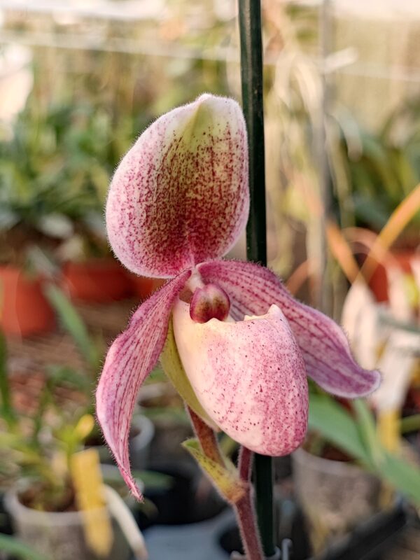 Paphiopedilum Geppetho x Doctor Jack