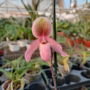 Paphiopedilum Geppetho x Doctor Jack
