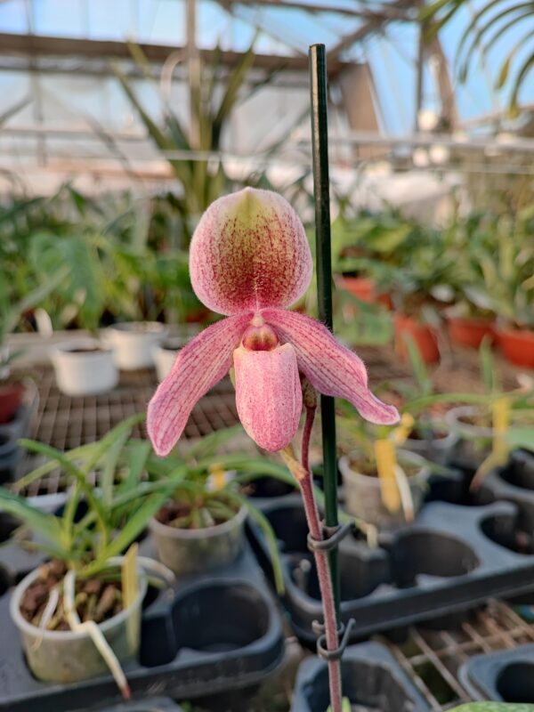 Paphiopedilum Geppetho x Doctor Jack