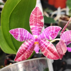 Phalaenopsis lueddemanniana