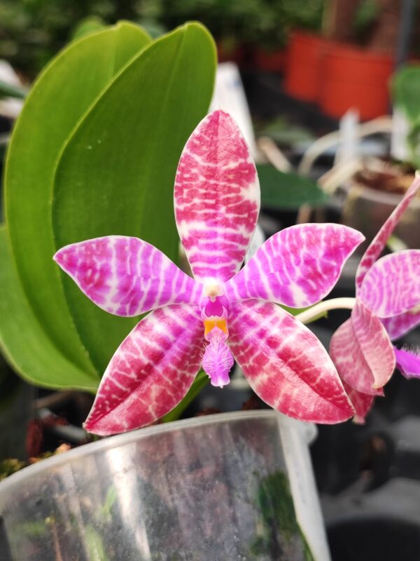 Phalaenopsis lueddemanniana