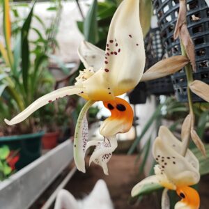 Stanhopea embreei