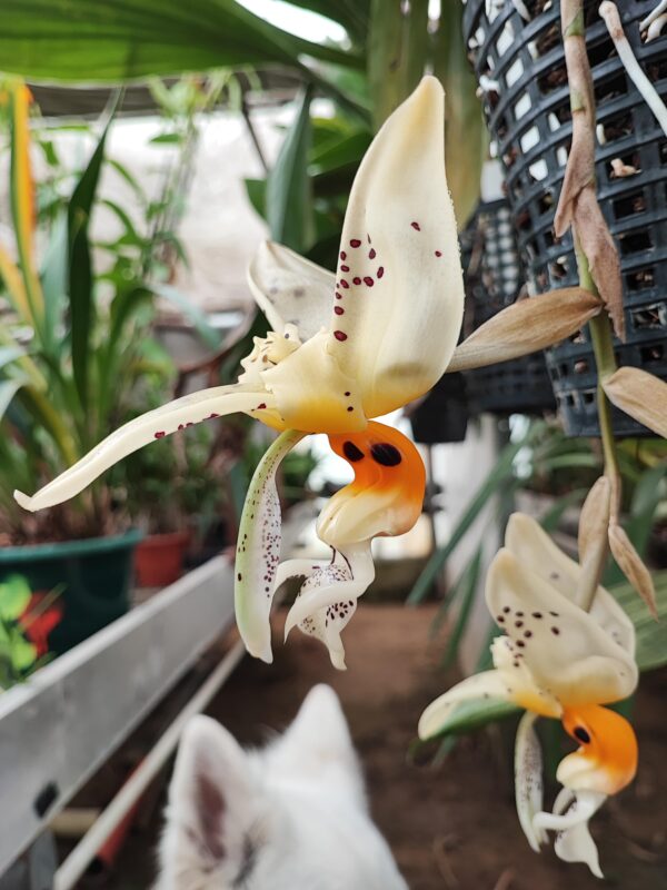 Stanhopea embreei