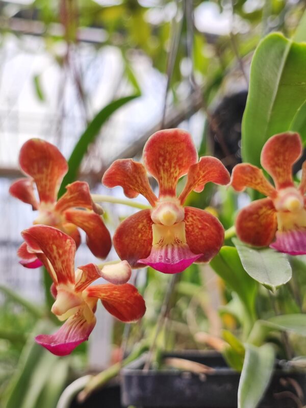 V. (Little Fancy x merillii) x V. (insignis x Mimi Palmer)