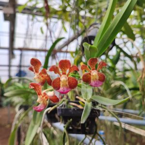 V. (Little Fancy x merillii) x V. (insignis x Mimi Palmer)