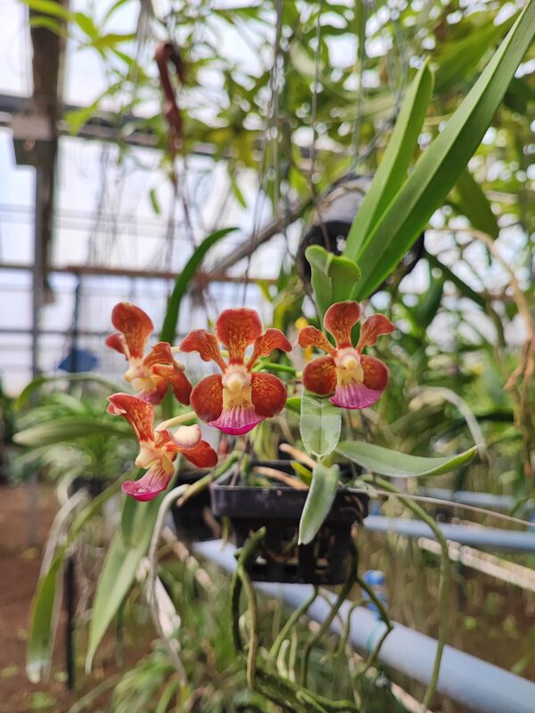 V. (Little Fancy x merillii) x V. (insignis x Mimi Palmer)