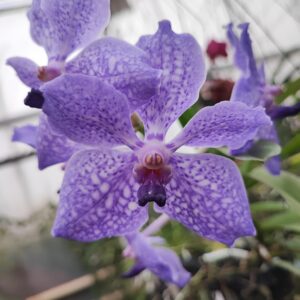 Vanda Muljigae Red x V. coerulea