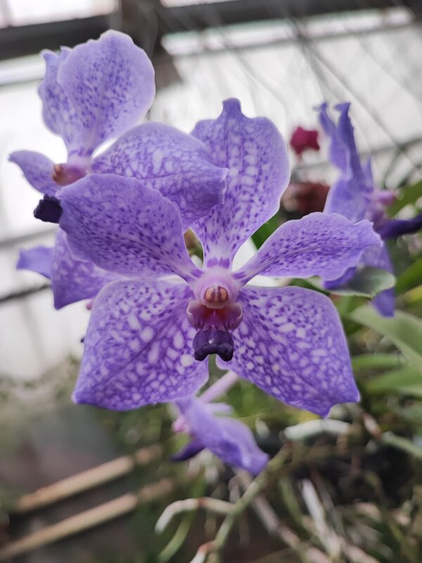 Vanda Muljigae Red x V. coerulea