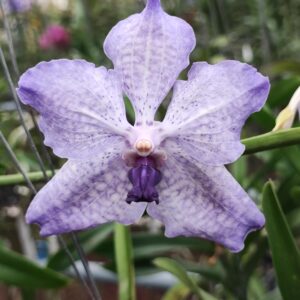 Vanda Pimsai x V. coerulea
