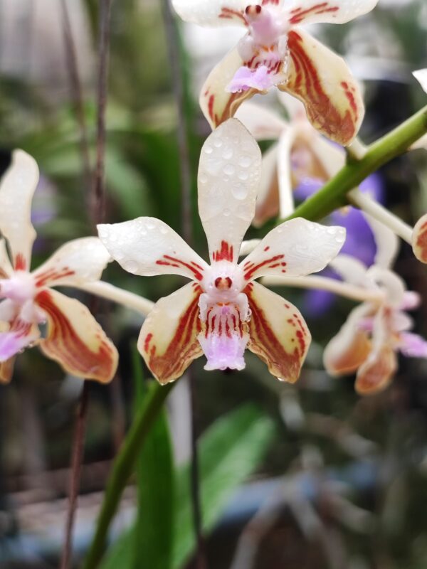 Vanda lamellata var. remediosae – Image 2