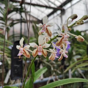 Vanda lamellata var. remediosae
