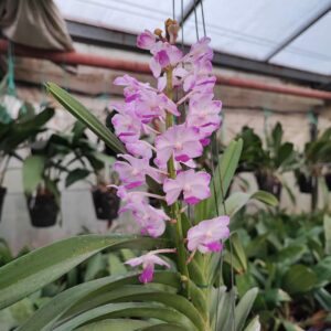 Vascostylis Janis Alison 'Pink'