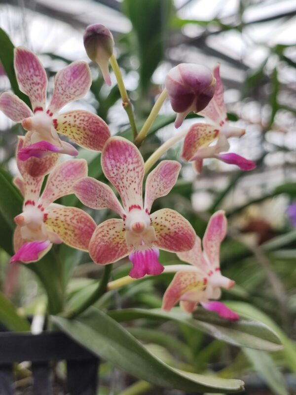 Vpda Little Fantasy x Ascda (Kenny Gold x Luke thaï) x V. Mimi Palmer