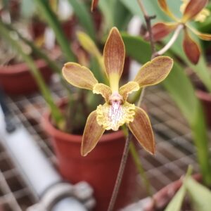 Encyclia belizensis