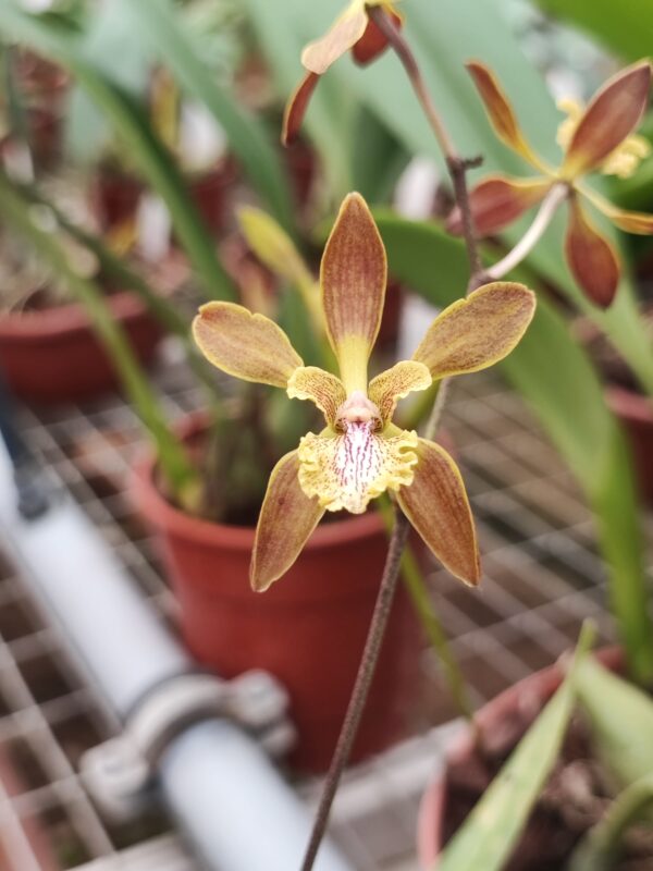 Encyclia belizensis