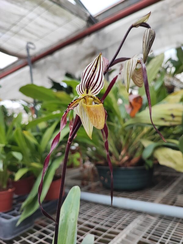 Paphiopedilum philippinense 'L'Amazone' x 'Kao'