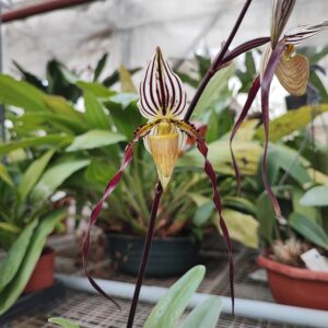 Paphiopedilum philippinense 'L'Amazone' x 'Kao'