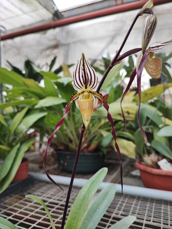 Paphiopedilum philippinense 'L'Amazone' x 'Kao'