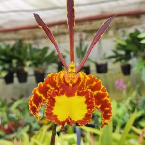 Psychopsis Mariposa 'Green Valley'